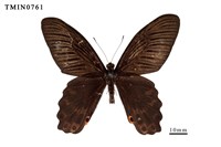 藏品(臺灣鳳蝶)的圖片